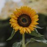 ANKIT TI profil fotoğrafı