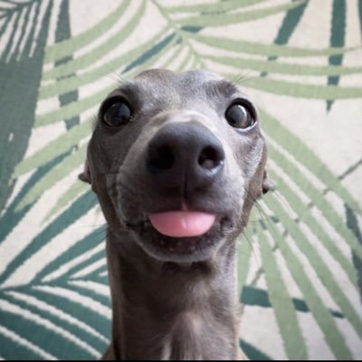 femboyrumano's profile picture
