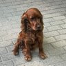 General Ganko's profile picture