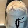 Cute_TuanZi 的头像