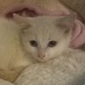 Miki's profile picture