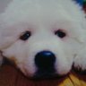 Profilbild von バンチブンタ