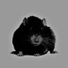 Profilbild von whimsical rat