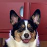 Rexnardo1st's profile picture