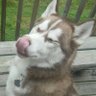 Фото профиля 🇨🇦 Musky Husky🇨🇦