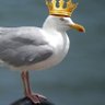 Seagull_King ❌️ (Old mantle Lord_Potoo) 的头像