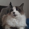 Claudia profil fotoğrafı