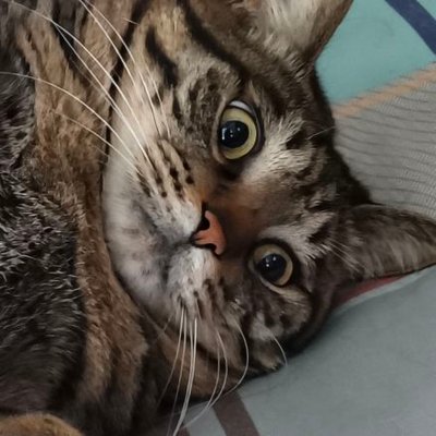 阿堕's profile picture