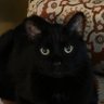 Profilbild von jerrythecat