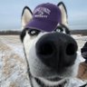 Husky HPU Hoops Hops 的头像
