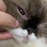 Wangja_0 ็ๅคดๅ
