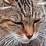 Profilbild von まる