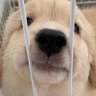 Фото профиля ꔛSmilee ◡̈ 🐶🎄˚ ༘