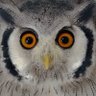 葱潮 profil fotoğrafı
