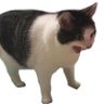 Salsa Keren's profile picture