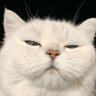 meaowwww.🐾's profile picture