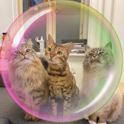 missenell's profile picture
