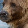 Profilbild von Katbear