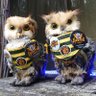🐯🦉山崎弘樹 Yamazaki Hiroki🦉🌎 profil fotoğrafı