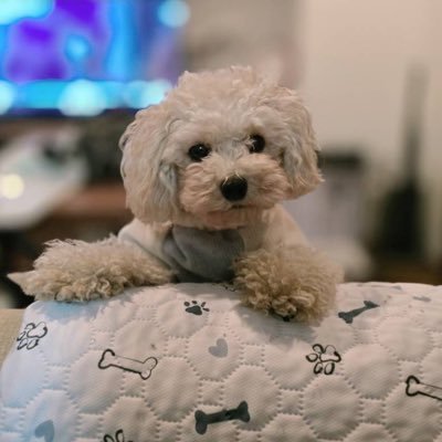OKA_Nyan1002's profile picture