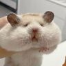くろ profil fotoğrafı