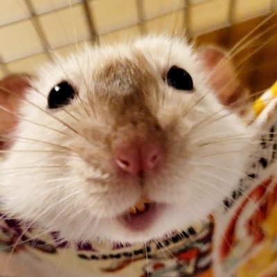 ChobiSonoe's profile picture