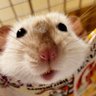 そのさん🐹's profile picture