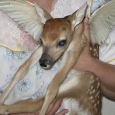 fawns's profile picture