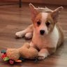 Loki's profile picture