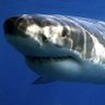 Profilbild von Shark