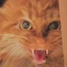 tiger水无定势 泰来 profil fotoğrafı