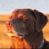 Profilbild von Flashey
