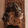 Duaa profil fotoğrafı
