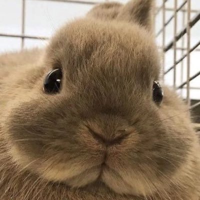 Ceren's profile picture