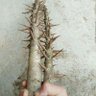 Laomao 的头像