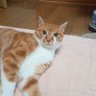 すぎにー! profil fotoğrafı