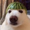Profilbild von Haste