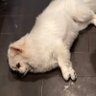 コマ3's profile picture