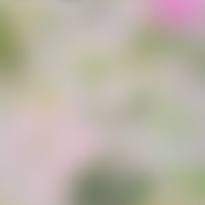 mijii's profile picture