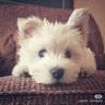 mie mie's profile picture