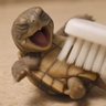 Turtle Toots's profile picture