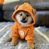 $DOG ᛤ's profile picture