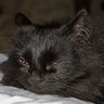 Фото профиля Bakışsız Bir Kedi Kara