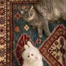 الشيخهـ profil fotoğrafı