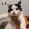 ferventz profil fotoğrafı