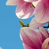 Фото профиля Georgια. 🌸