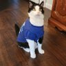 Wildcat Cam (Bad Fan Tracker)'s profile picture