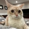 Kawai 的头像