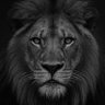 Kemal Kayaalp's profile picture