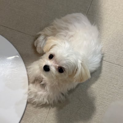 kurumi20250321's profile picture